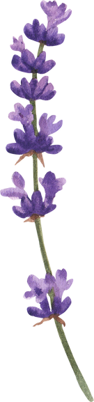 Watercolor Purple Flowers Illustration